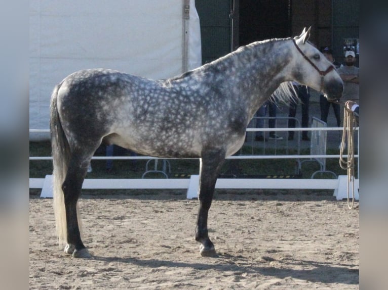 PRE Semental 6 años 168 cm Tordo rodado in Malia&#xF1;o