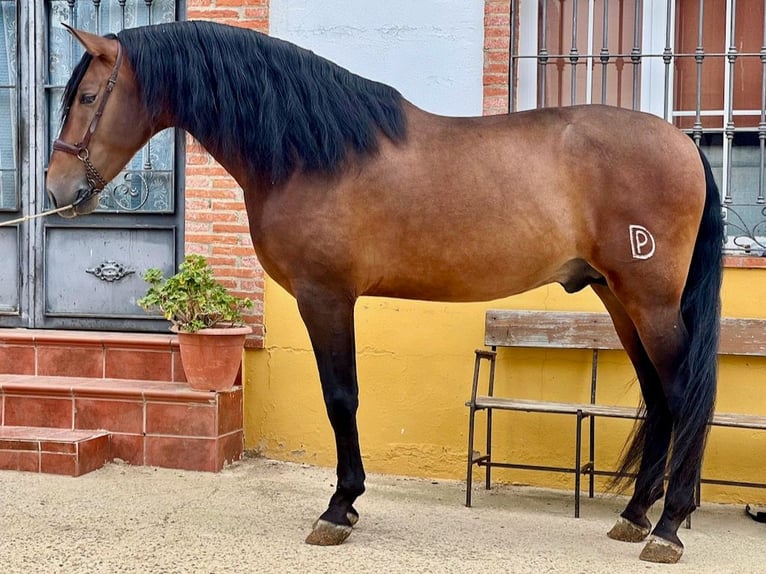 PRE Mestizo Semental 6 años 169 cm Castaño in Navas Del Madroño