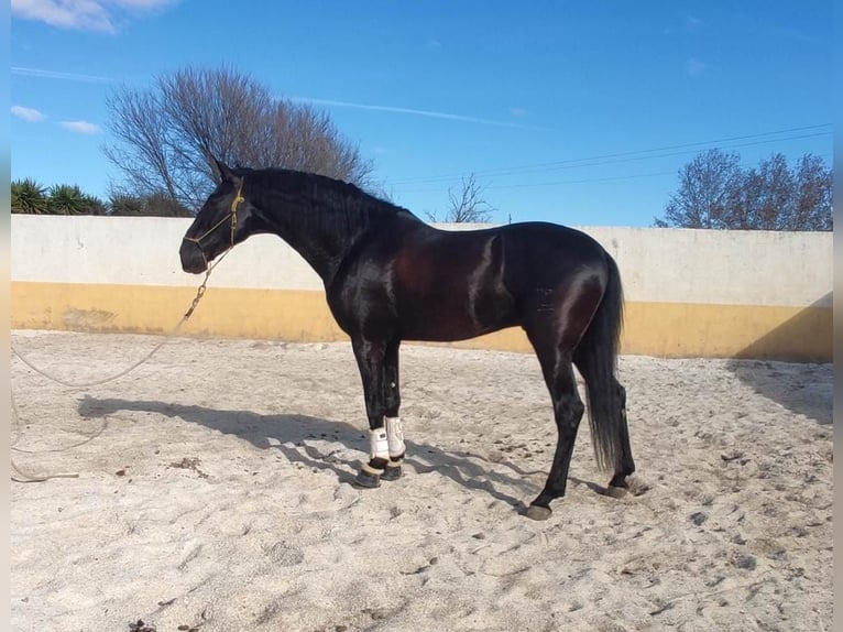 PRE Mestizo Semental 6 años 170 cm Negro in Navarra