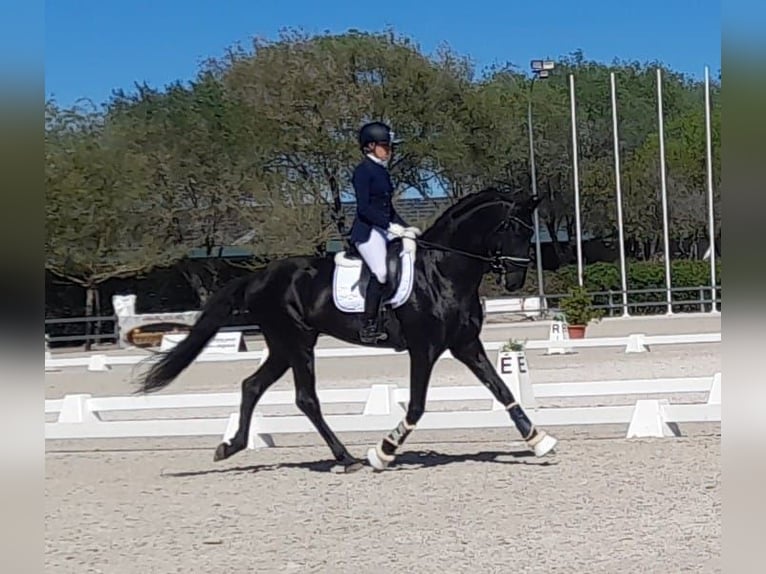 PRE Mestizo Semental 6 años 170 cm Negro in Navarra