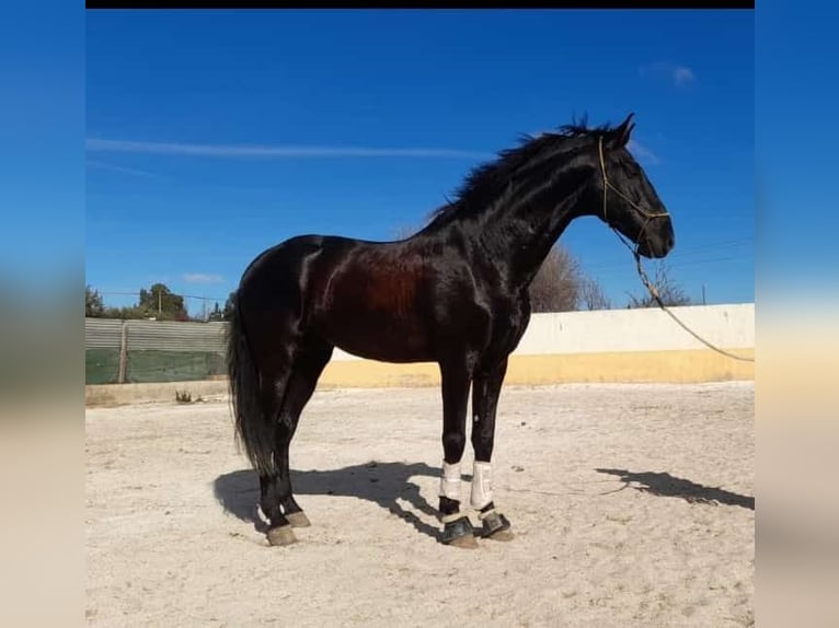 PRE Mestizo Semental 6 años 170 cm Negro in Navarra