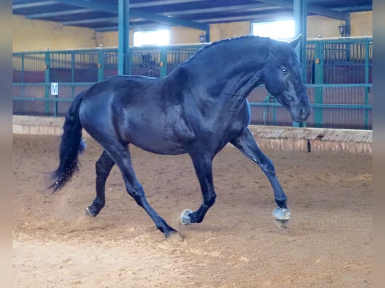 PRE Mestizo Semental 6 años 170 cm Negro in NAVAS DEL MADRONO