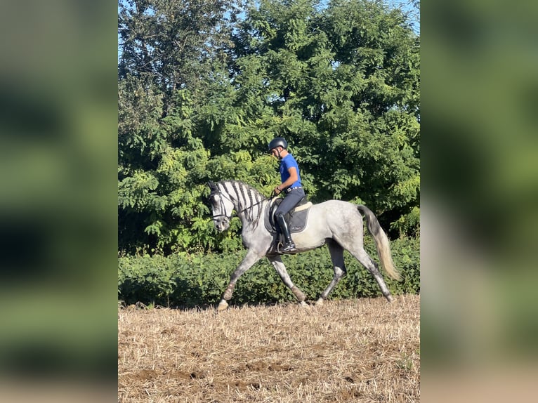 PRE Semental 6 años 170 cm Tordo in Rovello porro