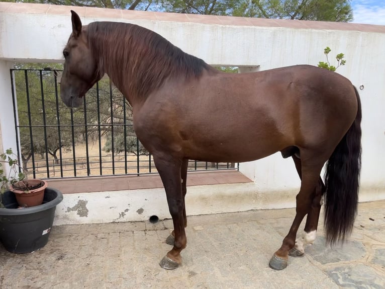 PRE Mestizo Semental 6 años 171 cm Alazán in Sevilla