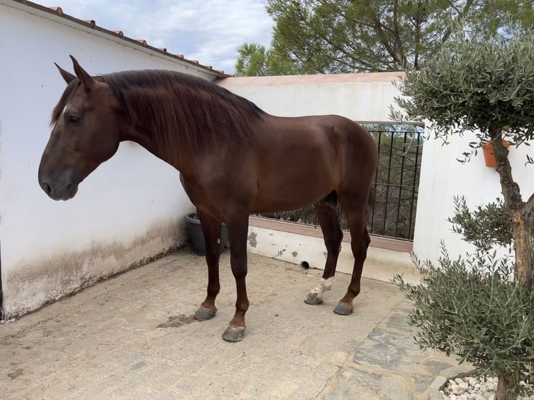 PRE Mestizo Semental 6 años 171 cm Alazán in Sevilla