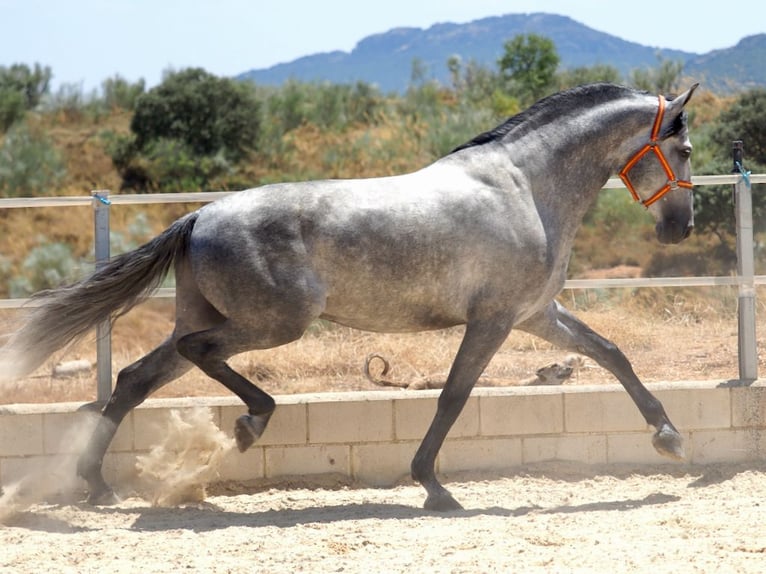 PRE Mestizo Semental 6 años 171 cm Tordo in Navas Del Madroño