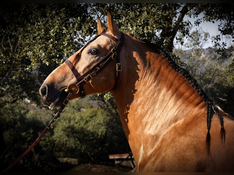PRE Mestizo Semental 6 años 172 cm Buckskin/Bayo in La Cabrera