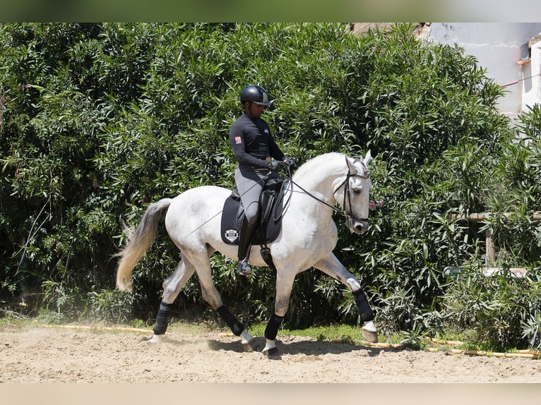 PRE Semental 6 años 172 cm Tordo in San Roque
