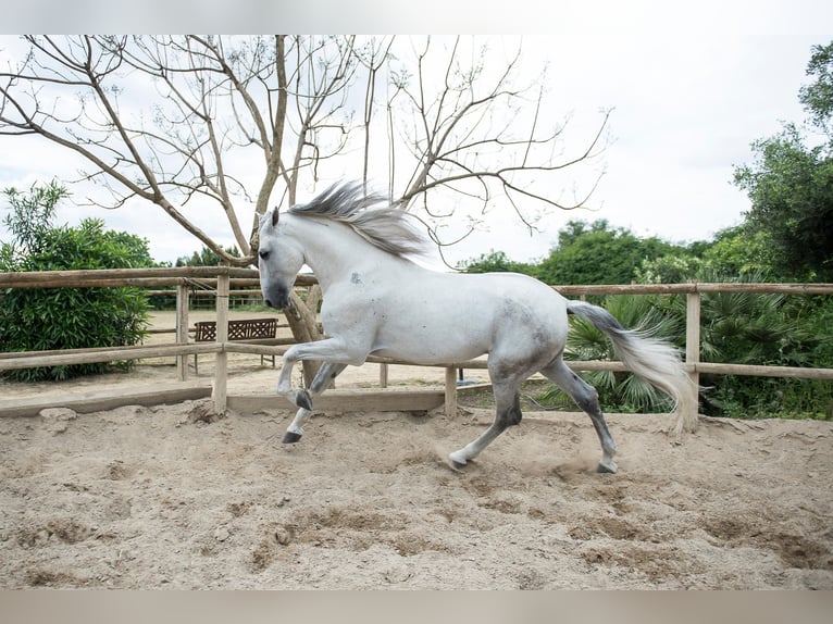 PRE Semental 6 años 172 cm Tordo in San Roque