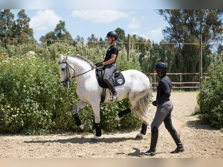 PRE Semental 6 años 172 cm Tordo in San Roque