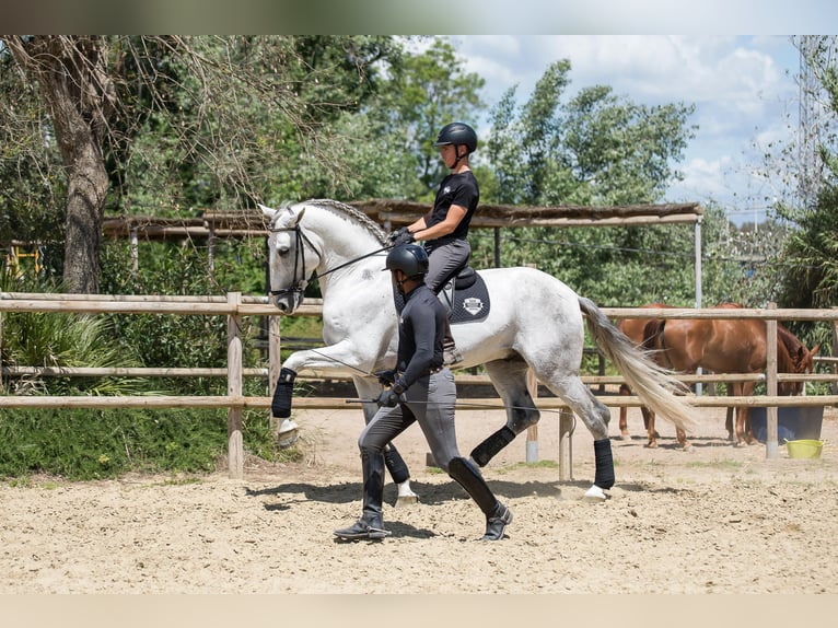 PRE Semental 6 años 172 cm Tordo in San Roque