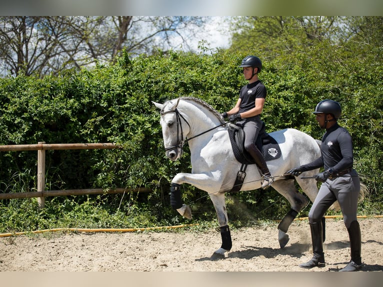 PRE Semental 6 años 172 cm Tordo in San Roque