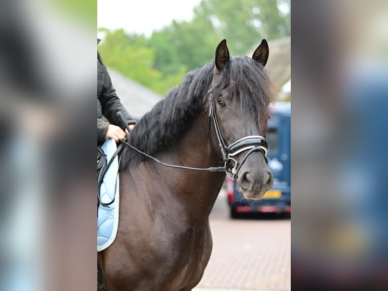 PRE Semental 6 años 173 cm Negro in sint michielsgestel