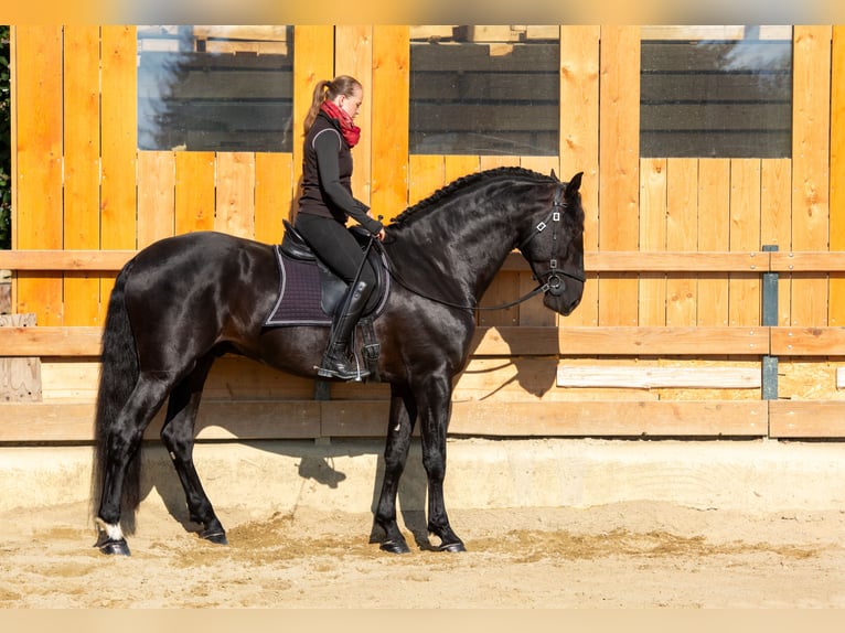 PRE Semental 6 años 173 cm Negro in Vilshofen