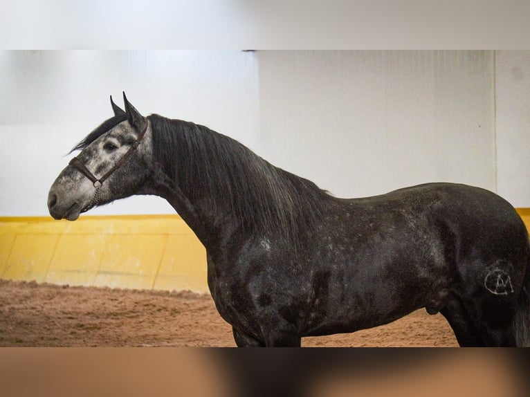 PRE Mestizo Semental 6 años 173 cm Tordo in Rafelguaraf