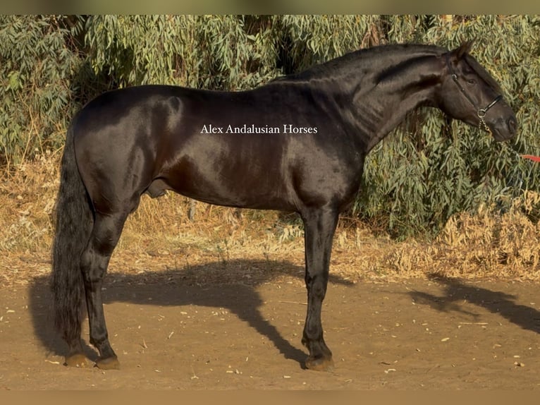 PRE Mestizo Semental 6 años 174 cm Negro in Sevilla PRE Mestizo Semental 6 años 174 cm Negro in Sevilla