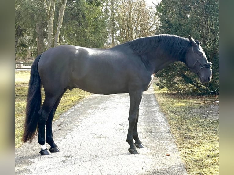 PRE Mestizo Semental 6 años 175 cm Negro in Passau