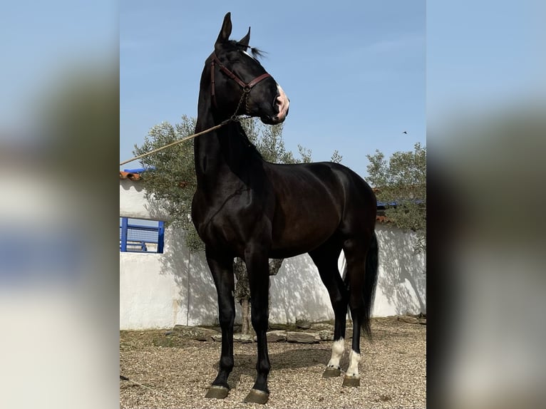 PRE Mestizo Semental 6 años 175 cm Negro in coria