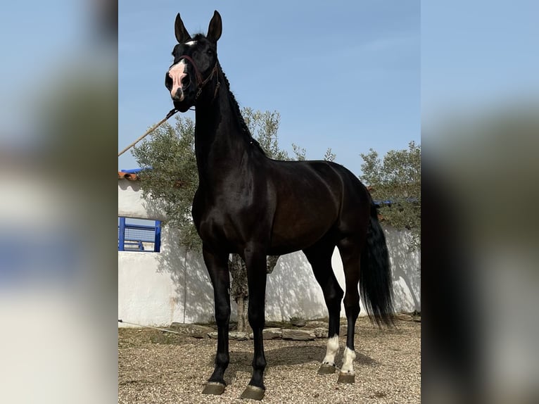 PRE Mestizo Semental 6 años 175 cm Negro in coria