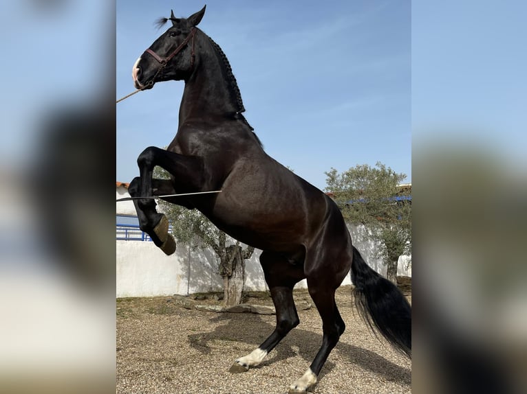 PRE Mestizo Semental 6 años 175 cm Negro in coria