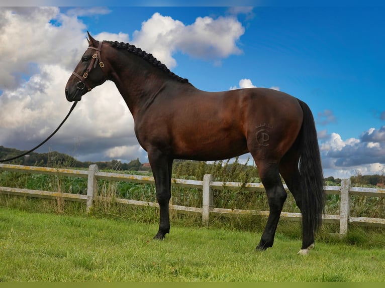 PRE Mestizo Semental 6 años 176 cm Castaño oscuro in HEUVELLAND