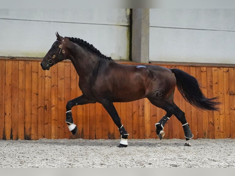 PRE Mestizo Semental 6 años 176 cm Castaño oscuro in HEUVELLAND