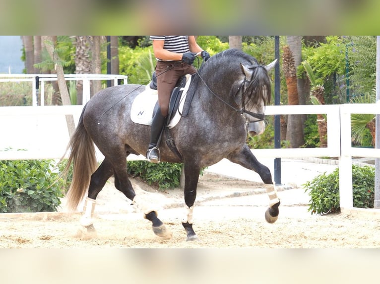 PRE Mestizo Semental 6 años 177 cm Tordo in NAVAS DEL MADRONO