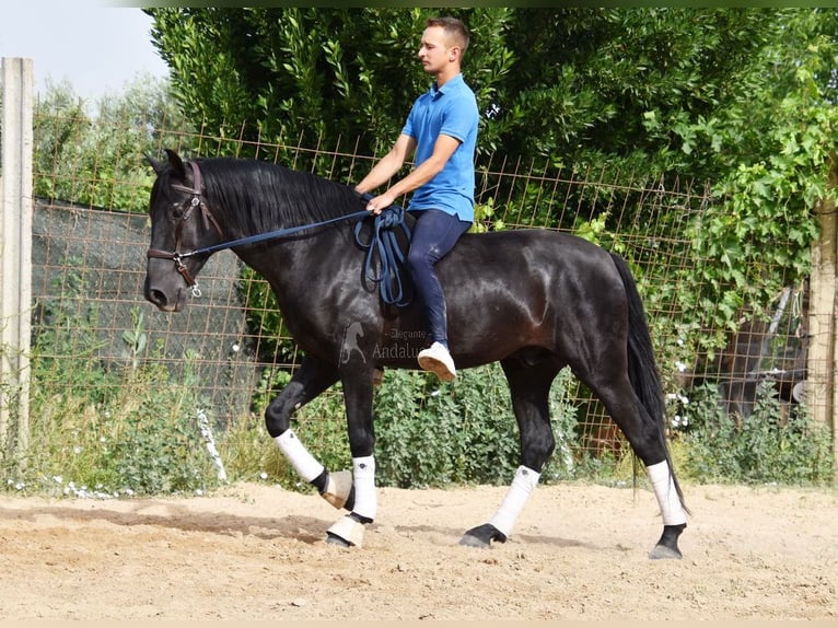 PRE Semental 7 años 154 cm Negro in Miralvalles