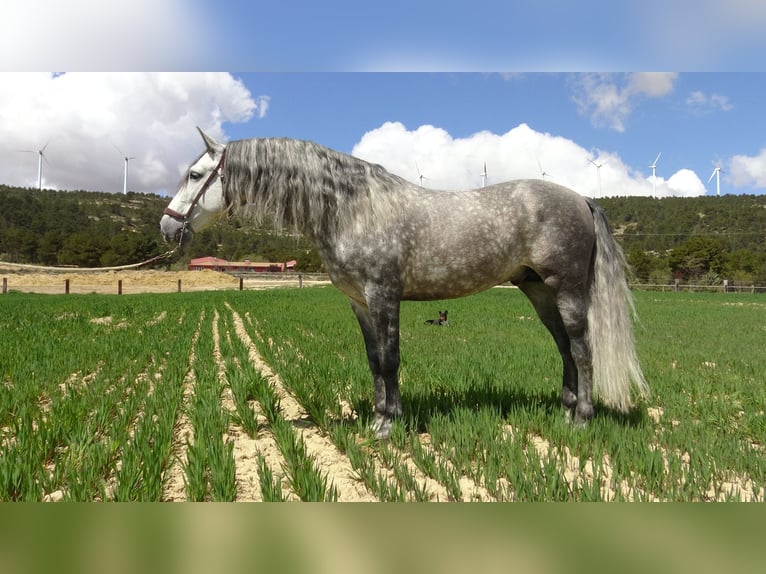 PRE Semental 7 años 157 cm Tordo in Alpera