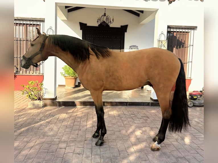 PRE Semental 7 años 158 cm Buckskin/Bayo in Sevilla