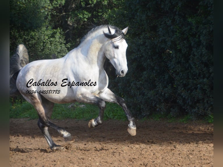 PRE Semental 7 años 158 cm Tordo rodado in Vejer de la Frontera