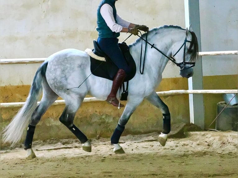 PRE Mestizo Semental 7 años 160 cm Tordo in Navas Del Madroño