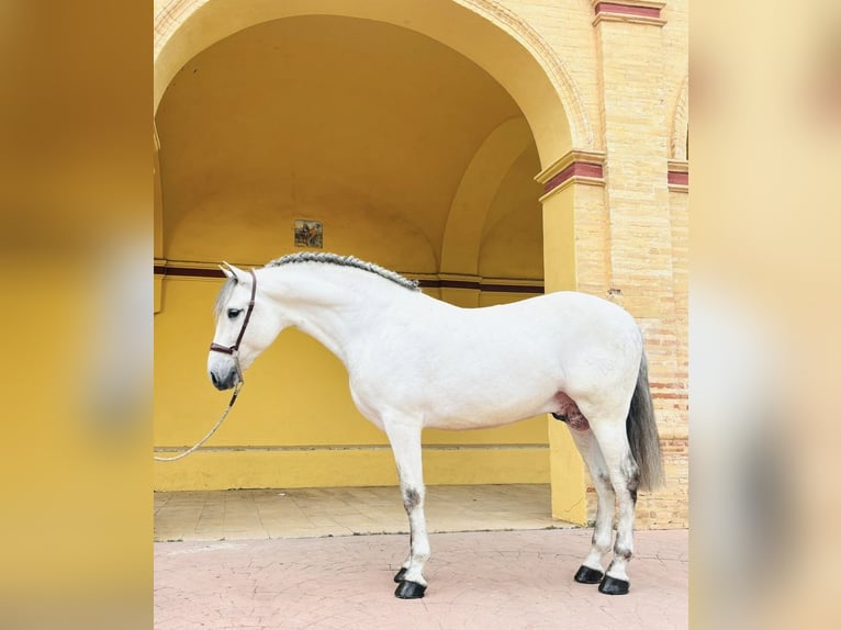 PRE Mestizo Semental 7 años 160 cm Tordo in Weikersheim