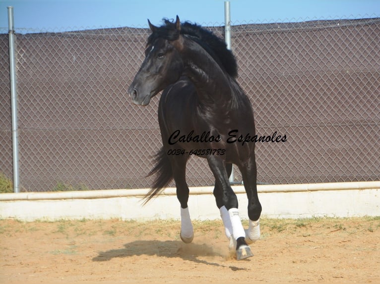 PRE Mestizo Semental 7 años 161 cm Negro in Vejer de la Frontera