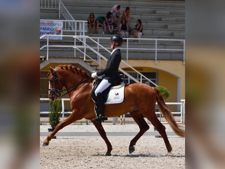 PRE Semental 7 años 162 cm Alazán in Toledo