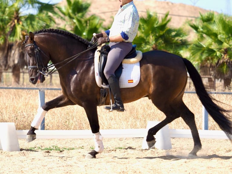 PRE Mestizo Semental 7 años 162 cm Castaño in Navas Del Madroño