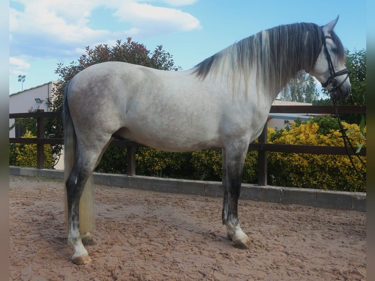 PRE Mestizo Semental 7 años 162 cm Tordo in Pedret i Marza Girona