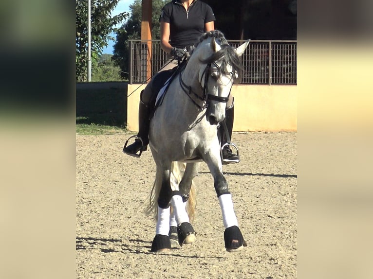 PRE Mestizo Semental 7 años 162 cm Tordo in Pedret i Marza Girona