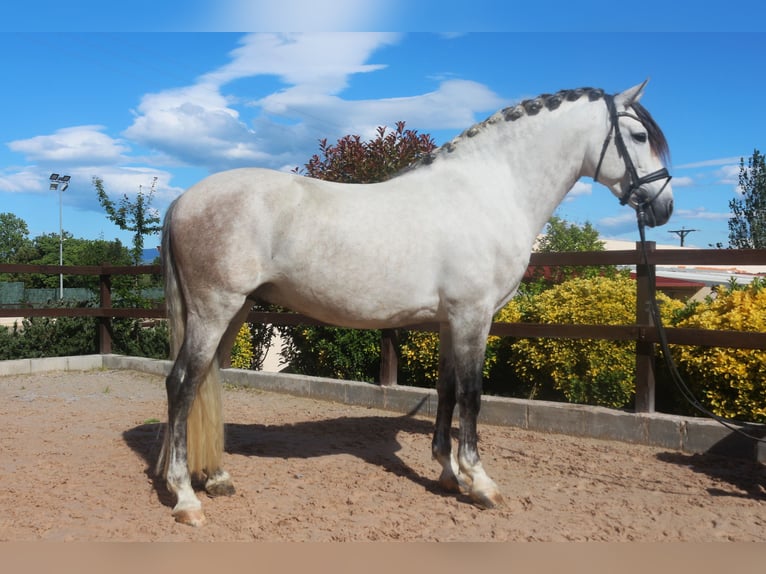 PRE Mestizo Semental 7 años 162 cm Tordo in Pedret i Marzá  Girona