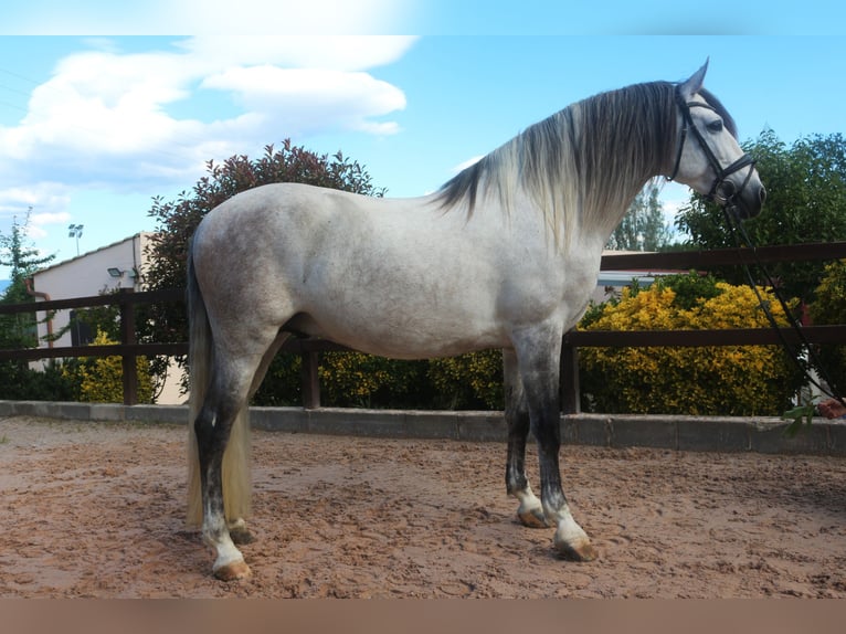 PRE Mestizo Semental 7 años 162 cm Tordo in Pedret i Marzá  Girona