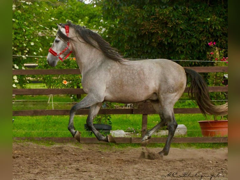 PRE Mestizo Semental 7 años 163 cm Musgo marrón in Polenz