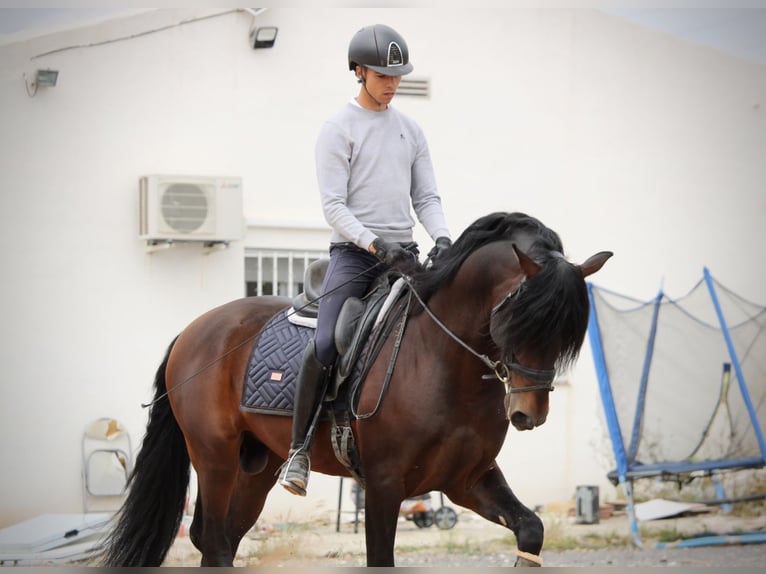 PRE Mestizo Semental 7 años 164 cm Castaño in Valencia