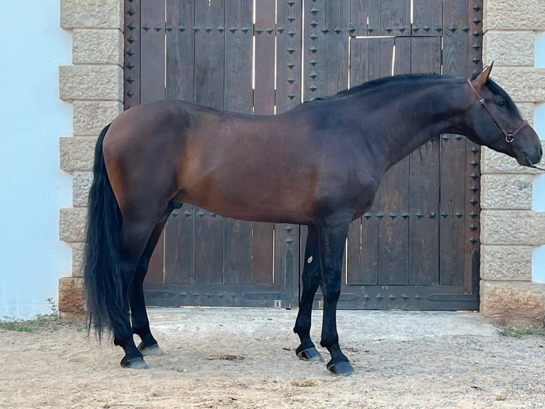 PRE Mestizo Semental 7 años 164 cm Castaño in Valencia
