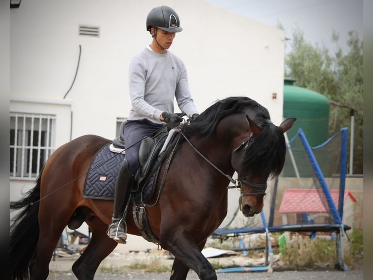 PRE Mestizo Semental 7 años 164 cm Castaño in Valencia