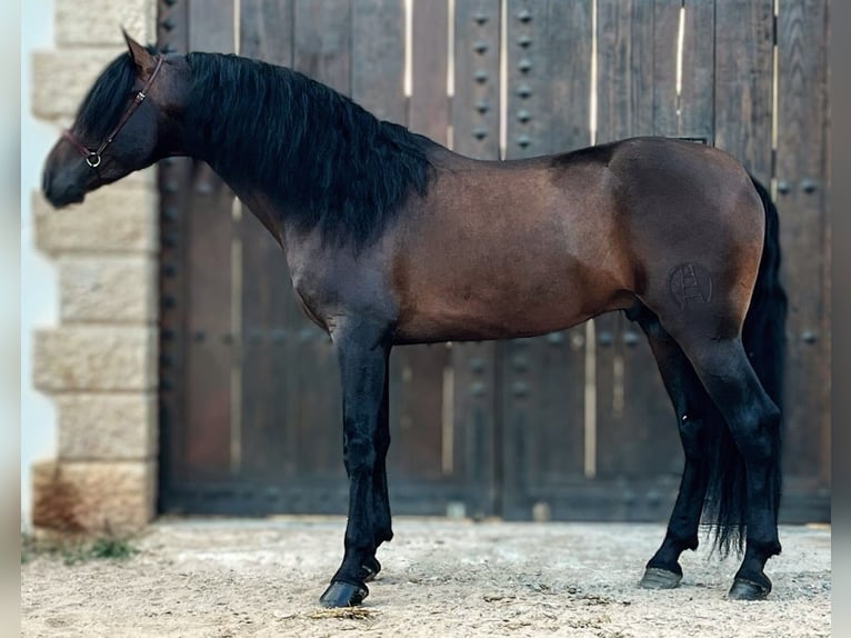 PRE Mestizo Semental 7 años 164 cm Castaño oscuro in Valencia