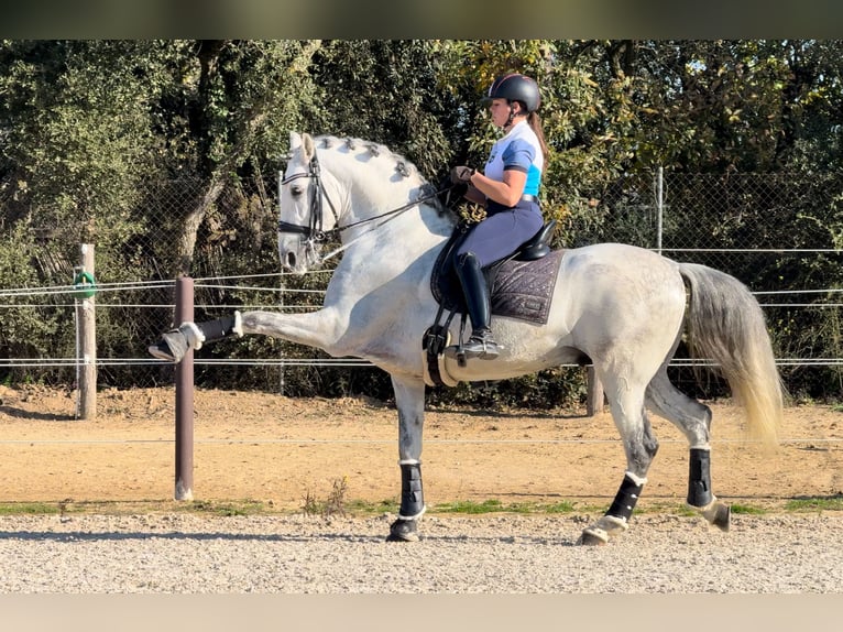 PRE Semental 7 años 164 cm Tordo in Barcelona
