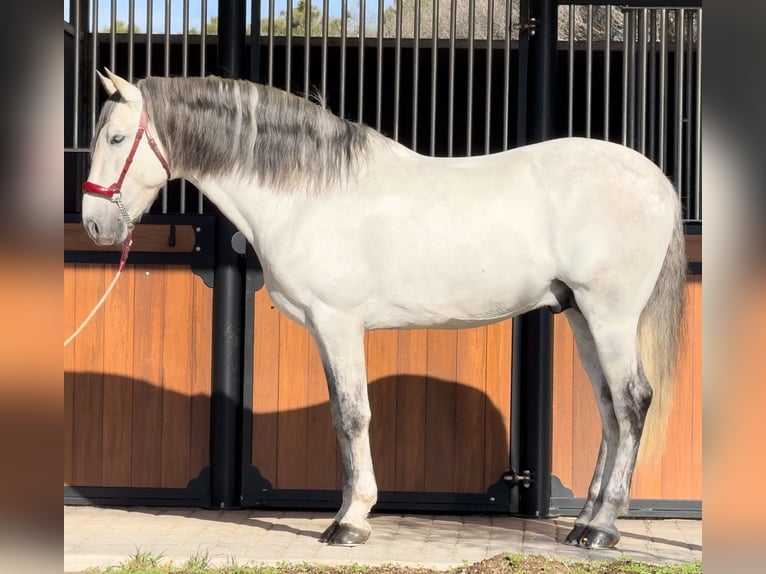 PRE Semental 7 años 164 cm Tordo in Barcelona