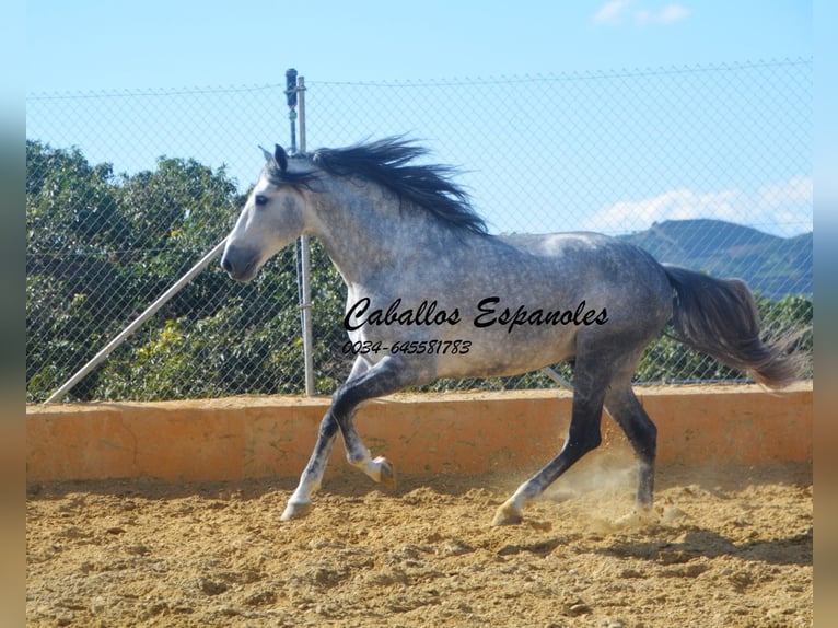 PRE Semental 7 años 164 cm Tordo in Vejer de la Frontera