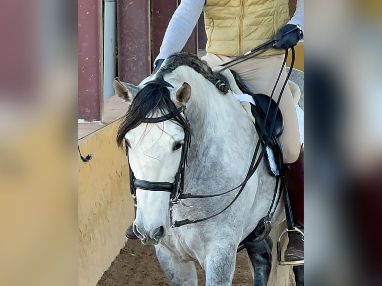 PRE Mestizo Semental 7 años 164 cm Tordo rodado in Martfeld