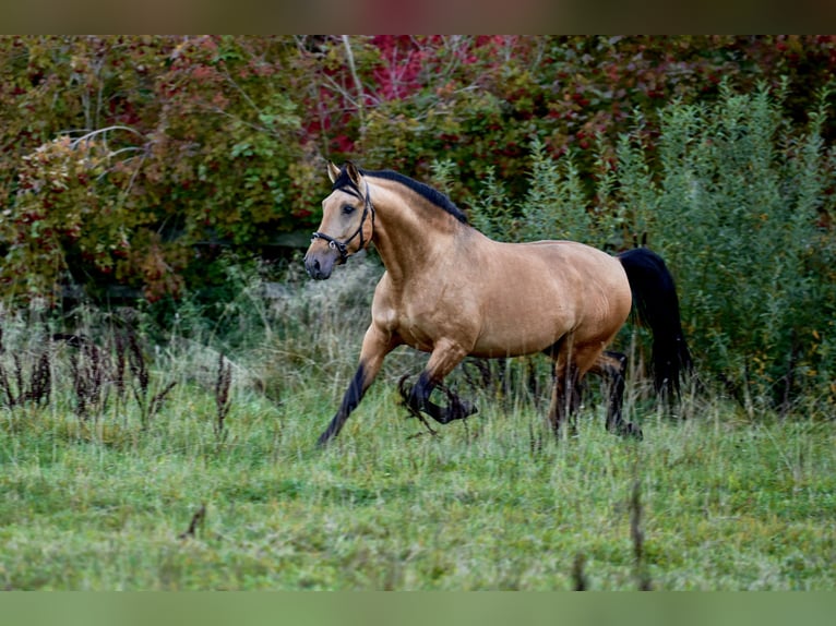 PRE Mestizo Semental 7 años 165 cm Buckskin/Bayo in Kaunas